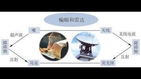 田老师中文 暨南大学出版 第八册 第八课 Book 8 Lesson 8 蝙蝠和雷达