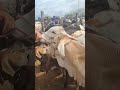 Feira de gado de tabira pernambuco