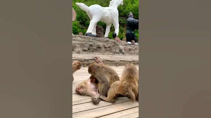 Monkey Love Comedy #short #youtubeshorts #monkey #comedy ##subscribe #whatsappstatus