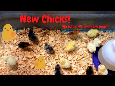 New Chicks from Murray McMurray Hatchery!