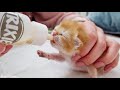 How is our tiny kitten doing with artificial feeding?| 8 days old