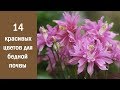 ❀ 14 красивых и неприхотливых цветов для бедной почвы