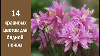 ❀ 14 красивых и неприхотливых цветов для бедной почвы ❀ 14 красивых и неприхотливых цветов для бедной почвы