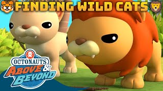 Octonauts: Above & Beyond  Finding Wild Cats  | Compilation | @Octonauts​