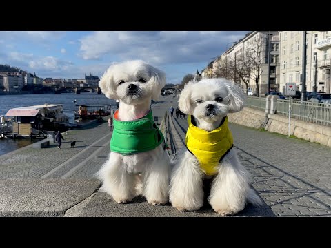 Video: Módní nový druh psů léčbě maltéz Go Go Ořechy Pro