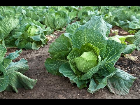 Что нужно делать чтобы капуста завязывалась всегда! Почему не завязалась капуста