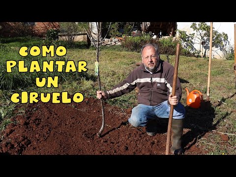 Video: Ciruela japonesa en su casa de verano: plantación y cuidado