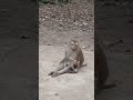 Watch the World Through Baby Monkeys! 🐒