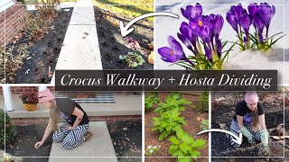 Planting Crocus Bulbs | Walkway Landscaping | Dividing & Transplanting Hostas | Winter Garden Vlog