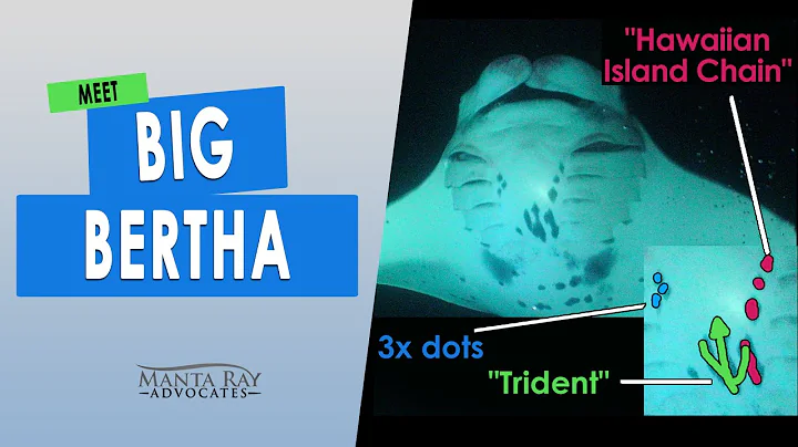 How to identify Big Bertha, one of the largest ree...