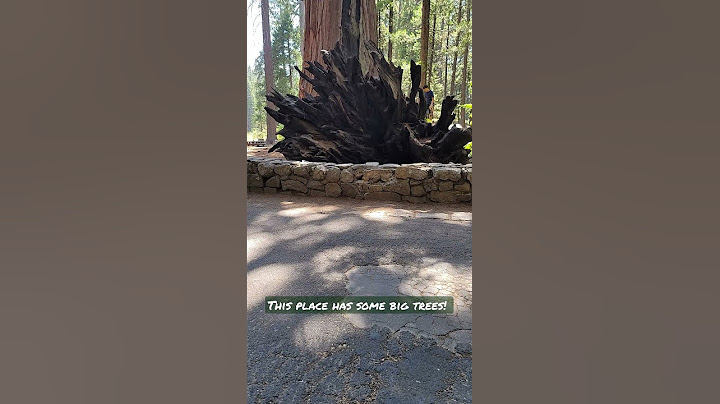 The biggest trees I've ever seen!