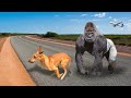 Fake small gorilla vs dog prank best collection 2021 try to not laugh