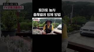 토마토 농사 총채벌레 방제하는 방법 #토마토재배 #토마토농사 #귀농