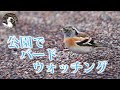 【野鳥観察】冬の公園は野鳥の宝庫! Vlog2