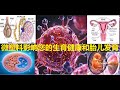 微塑料和您的生殖健康 微小颗粒如何影响生殖能力和胎儿发育 微塑料和您的生殖健康 微小颗粒如何影响生殖能力和胎儿发育