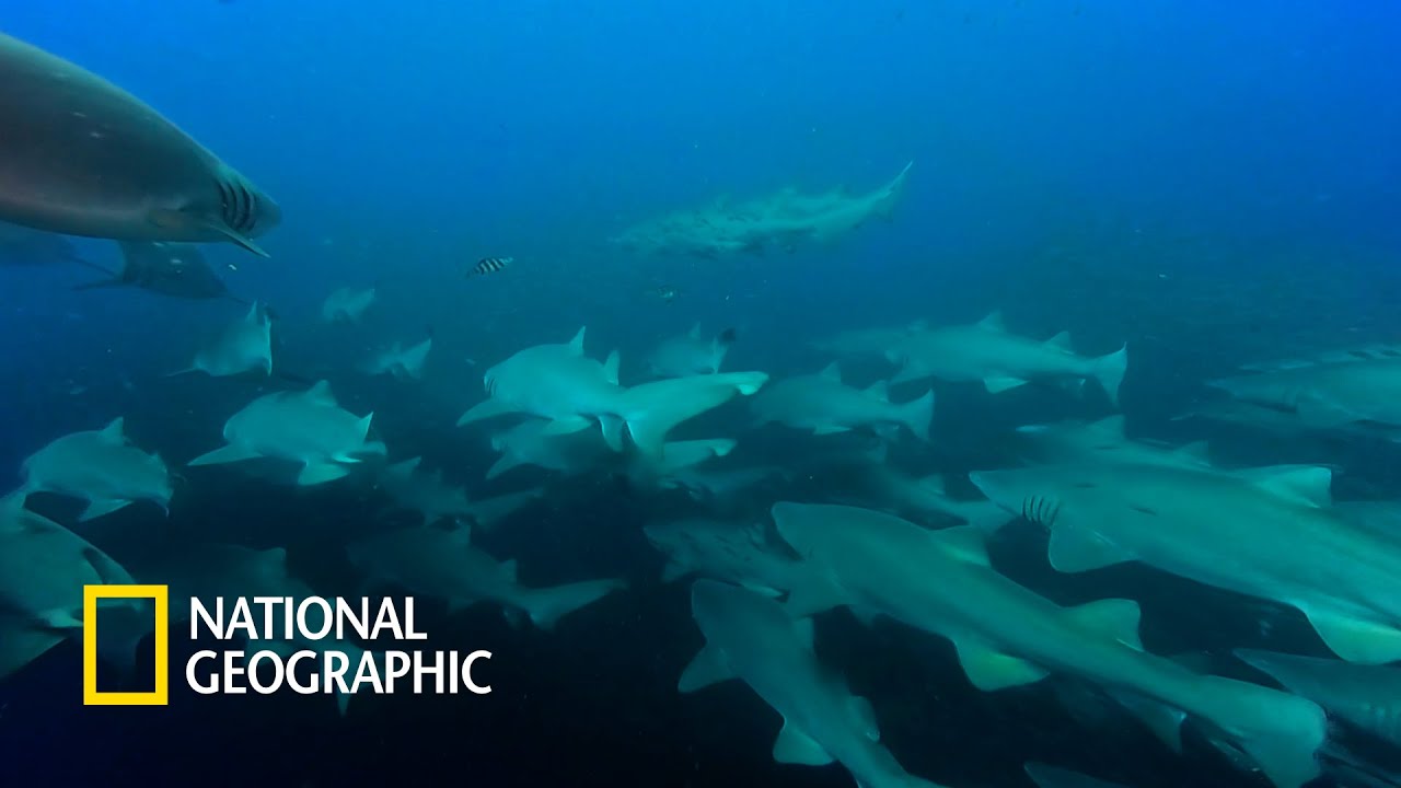 외로운 포식자 상어가 대규모로 무리 짓는 이유