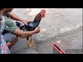 ayam mangon blorok cuma dua lembar merah bro !!! ayam pama juga mur4h disini bro !!!