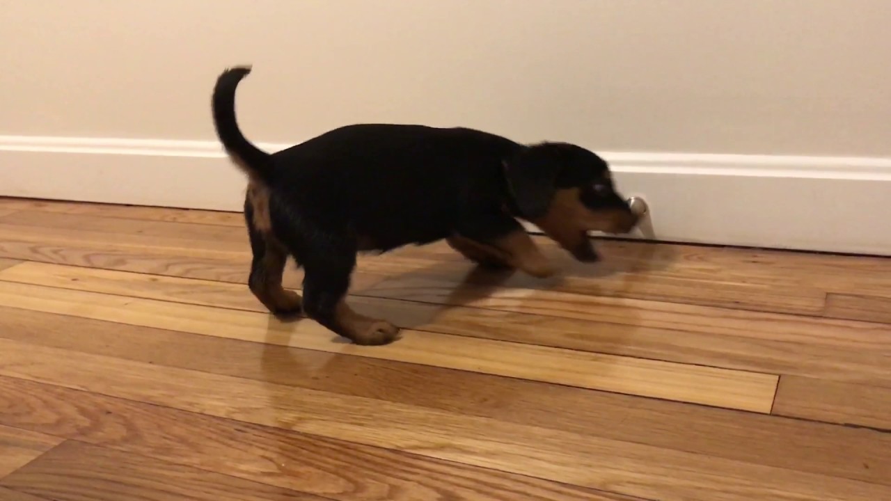 miniature dachshund puppy vs a door stop! - YouTube