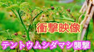 【検証動画！】ストチュウ水＆ニームオイルでテントウムシダマシは逃げる？逃げない？