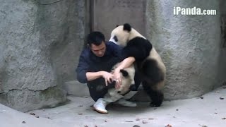 Baby Pandas tag team zoo keeper