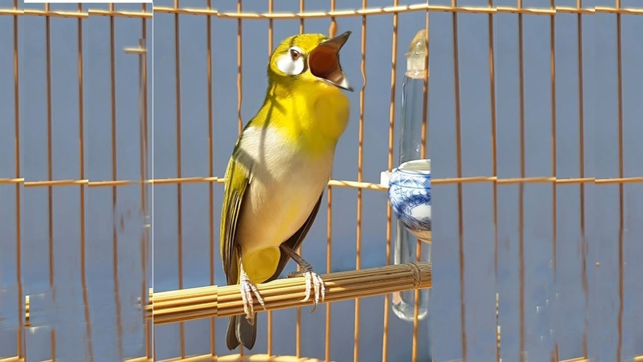 KHUYÊN MÁI  KÍCH TRỐNG NHANH LÍU SUNG NHẤT KHUYÊN MÁI - KHUYÊN LÍU CHÒE ÉP GIỌNG CỰC HẠY