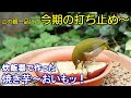植木鉢でバードフィーダー（野鳥の餌台）焼き芋編～メジロ/スズメ