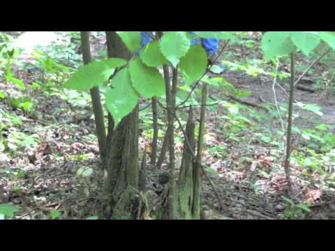 The American Chestnut in Southern Appalachia: An O...