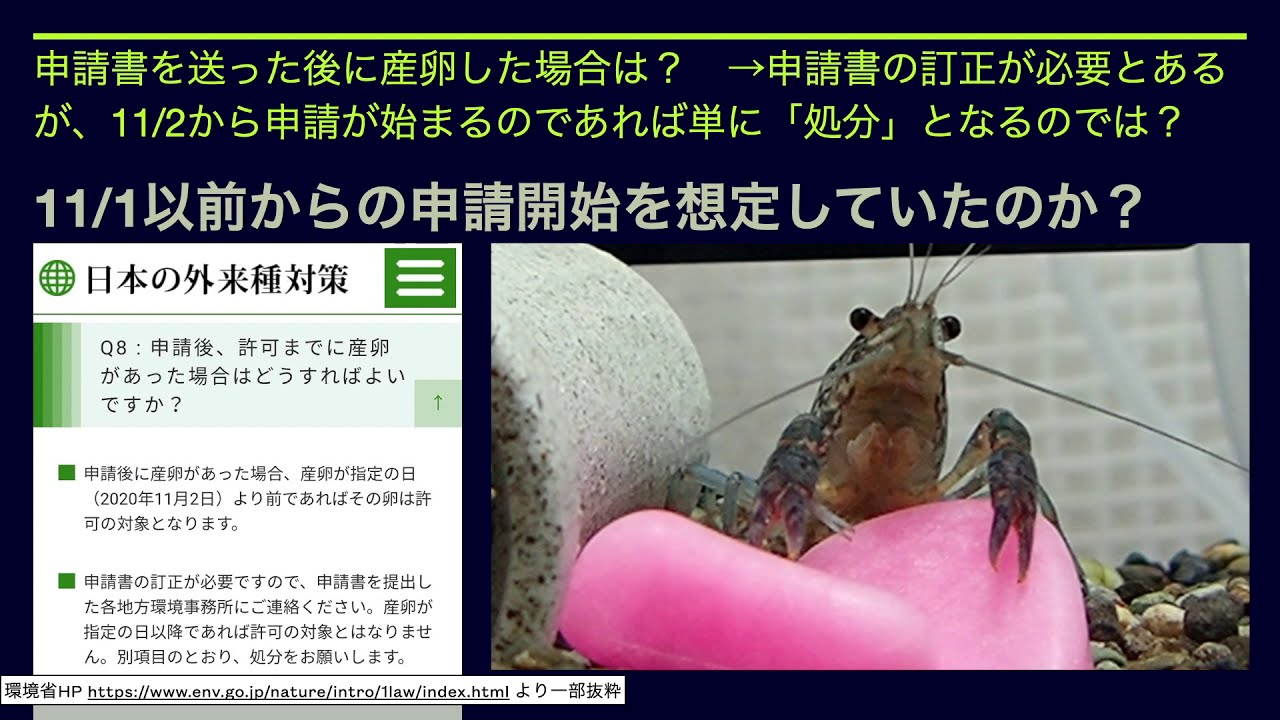 直前情報 ミステリークレイフィッシュの飼育規制は年11月2日から Youtube