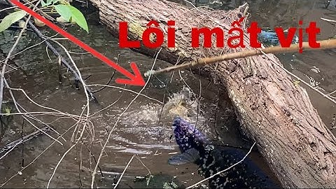 Nhấp cá lóc bằng vịt con gặp ngay thuỷ quái hung dữ tá.p như cá xấu | Nẻo Đường Quê