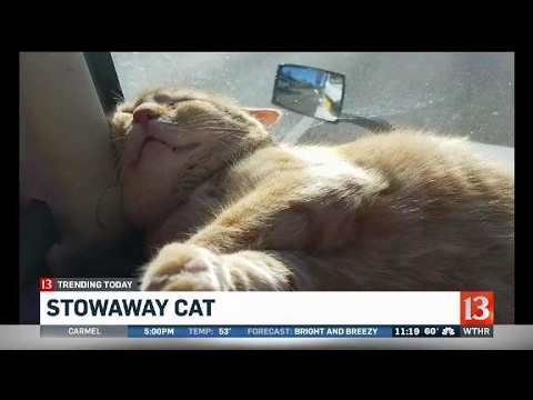 Video: Pet Scoop: Stowaway Cat Survives 3.400-Meilen-Reise, warum kleine Hunde länger leben