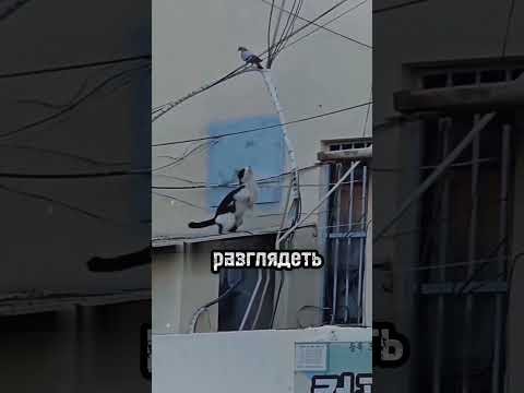 Охота за секунду: мощная реакция кота #животные #факты #кот #охота #animals #shorts