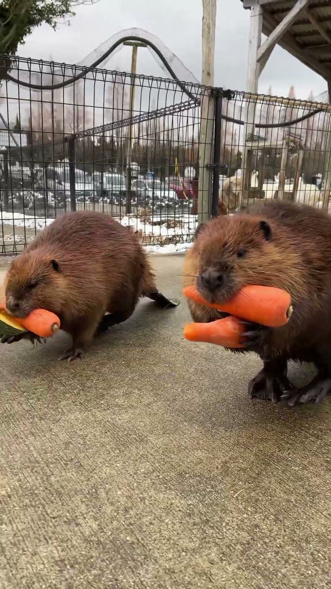 Beavers Bringing Their Vegetables Home || ViralHog