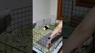 Rotina Noturna Limpeza No Cercado Dos Meus Porquinhos Da India