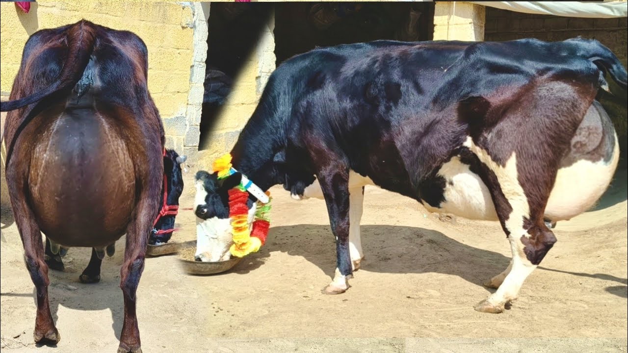 طارق جٹ سریعہ4گائیں ایک بھینس2بکریاں برائے فروخت13رمضان2026 apna surkyian channel 