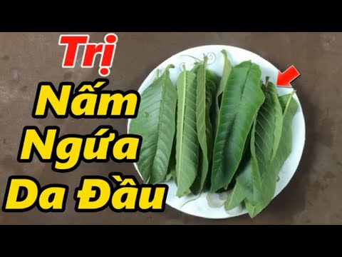 Cách trị bệnh nấm da đầu bằng lá ổi an toàn hiệu quả, sạch nấm, sạch gàu, kích thích tóc mọc nhanh