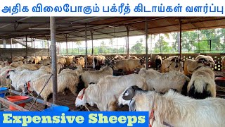 Bighorn sheep in Tamilnadu | Big size Bakrid Sheeps avaliable | Nellore Jodipi
