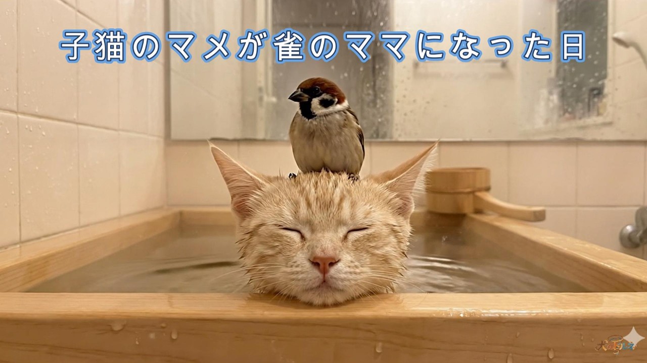 子猫のマメが雀のママになった日【犬のトルネ】