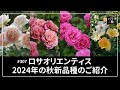 #307 ロサオリエンティス 2024年の秋新品種のご紹介
