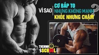 Cơ bắp phát triển như thế nào khi tập thể hình? Tại sao có người to nhưng lại không mạnh?