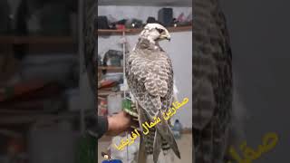 صقر وكري ڨرناص للبيع في تونس 🤯🤯🦅🦅