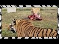 Feeding the lads | TIGER/LION FEEDING