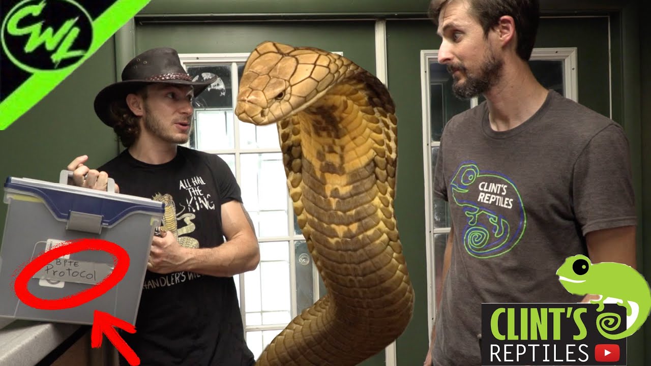 REPTILE HOUSE TOUR!!!(FT.CLINT’S REPTILES) YouTube
