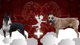 Bull Terrier x Cattle Dog Puppies
