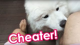 Samoyeds Jealous of Owner's Affair With Other Dogs by Samoyed Life 35,571 views 6 years ago 1 minute, 49 seconds