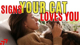 Does My Cat Love Me And See Me As It's Mother / How Do I Know If My Cat Loves Me / Cat World Academy by Cat World Academy 64 views 1 month ago 8 minutes, 2 seconds