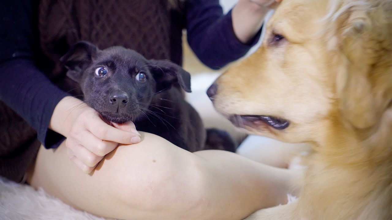 保護子犬のデンにお腹を見せて安心させるゴールデンレトリバーのトビ君が可愛すぎた Youtube