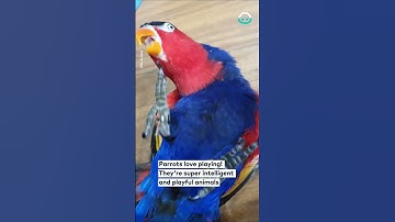 Hyper Parrot Loves Playing Peekaboo || ViralHog