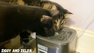 CYBERTAIL PURE DRINK SMART PET DRINKING WATER FOUNTAIN by Ziggy And Zelda 4,115 views 2 years ago 8 minutes, 13 seconds