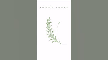 Watercolor rosemary herb illustration on procreate -watercolor botanical painting