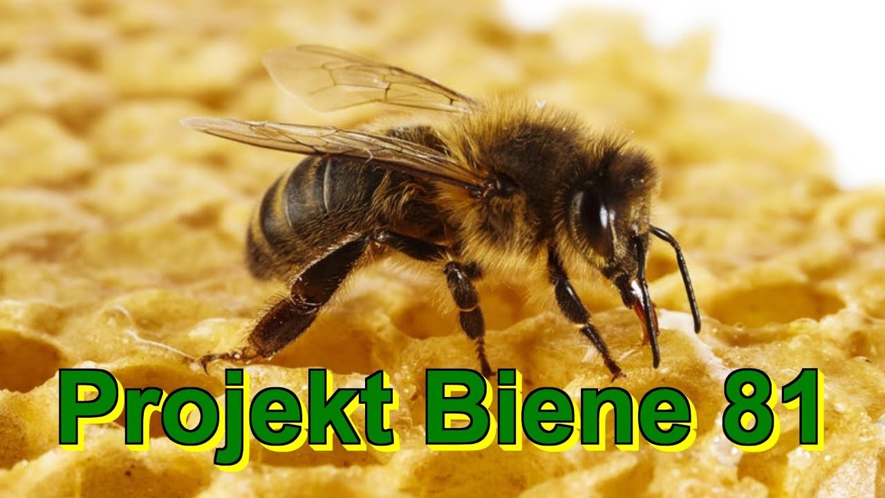 Projekt Biene 81 - Polleneintrag, Nosemakontrolle Volk4, Futter wiegen